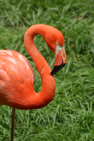 Flamingo_9336-Web.jpg