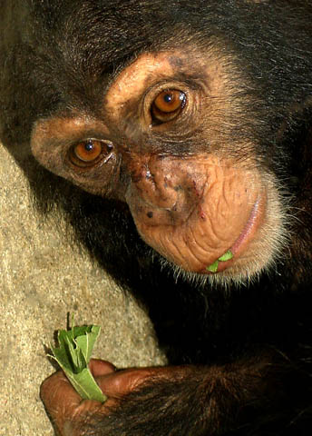 BabyChimpWeb.jpg