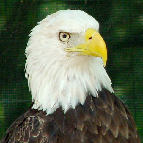 BaldEagle54Web.jpg