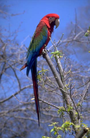 CincyParrotWeb.jpg