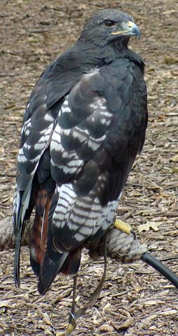 EnglishBuzzard4Web.jpg