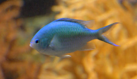 Fish_9218-Web.jpg