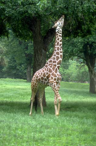 GiraffeEatingWeb.jpg