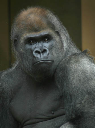 Gorilla_9345-Web.jpg