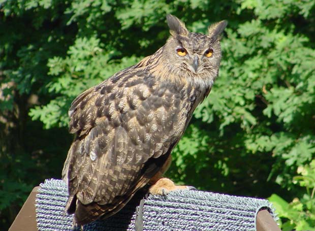 GreatHornedOwl6Web.jpg