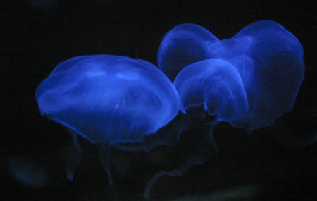 JellyFish_9240-Web.jpg