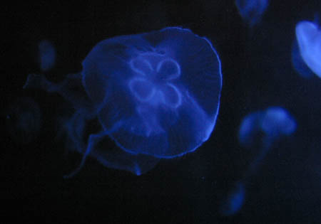 JellyFish_9241-Web.jpg