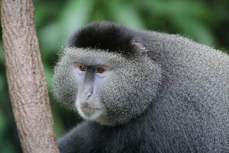 Mangabey_9131-Web.jpg