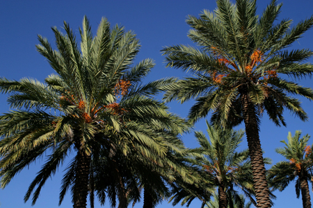 Palms9838-Web.jpg