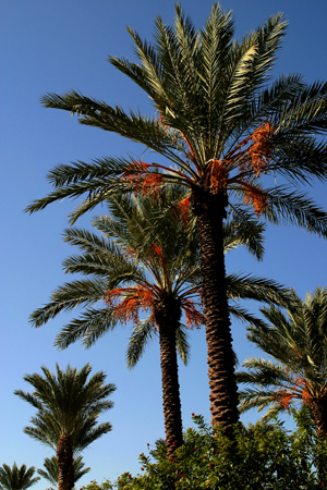 Palms9895-Web.jpg