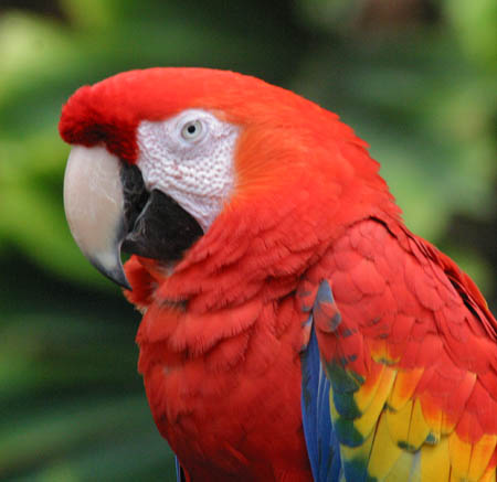 Parrot_9155.jpg