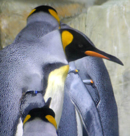 Penguin_9193-Web.jpg