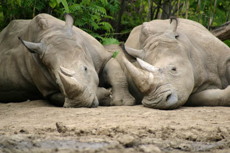 Rhinos_9300-Web.jpg