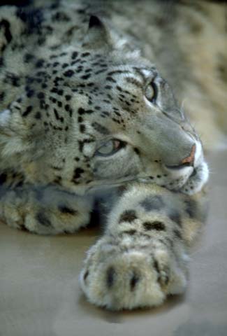 SnowLeopardWeb.jpg