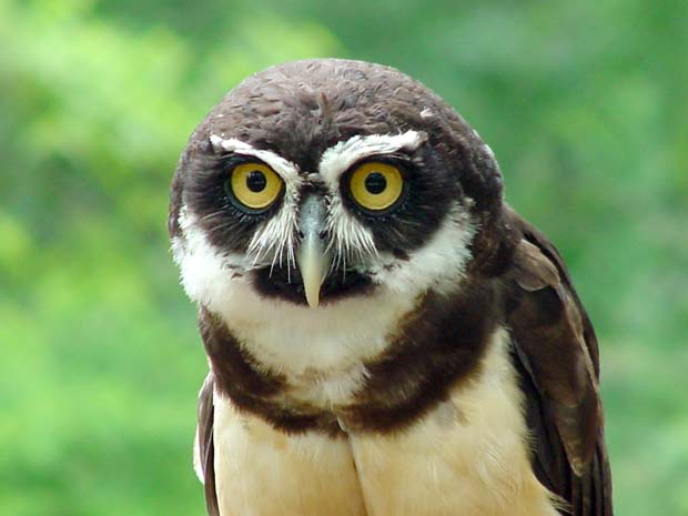 SpectacledOwl18Web.jpg