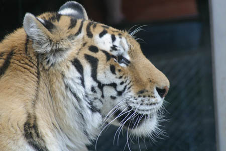 Tiger_9438-Web.jpg