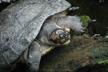 Turtle_9172-Web.jpg