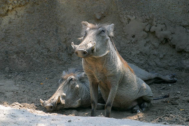 WarthogsWeb.jpg