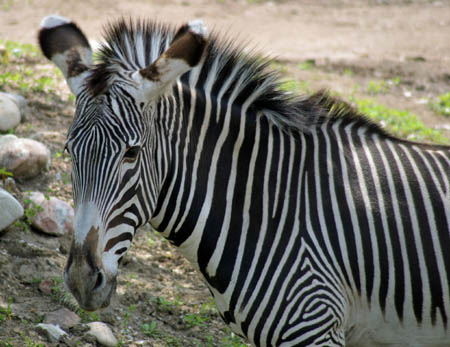 Zebra_9251-Web.jpg