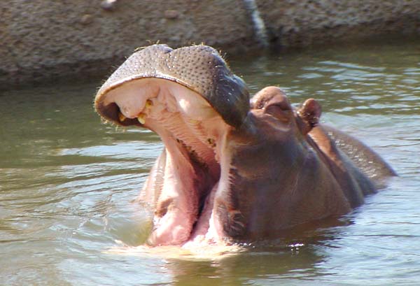 hippoyawn.jpg